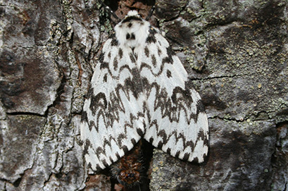 brudnica mniszka     (Lymantria monacha L.)