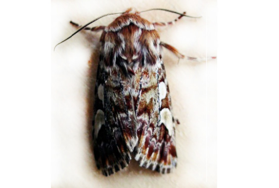 strzygonia&#x20;choinówka&#x20;&#x28;Panolis&#x20;flammea&#x20;Schiff&#x2e;&#x29;