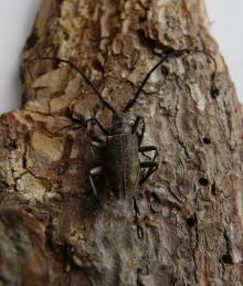 Żerdzianka sosnówka (Monochamus galloprovincialis)