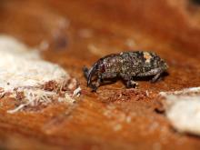 smolik drągowinowiec (Pissodes piniphilus Herbst)