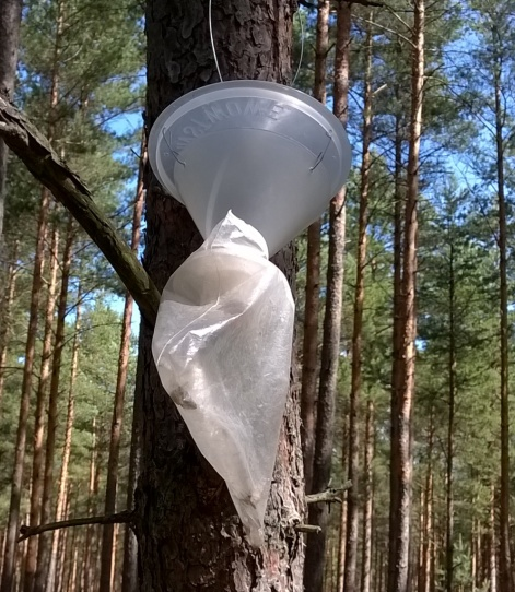 pułapka&#x20;feromonowa&#x20;do&#x20;odłowu&#x20;samców