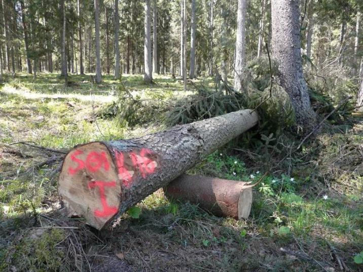 pułapka klasyczna na kornika drukarza