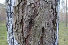 komunikat - brudnica mniszka