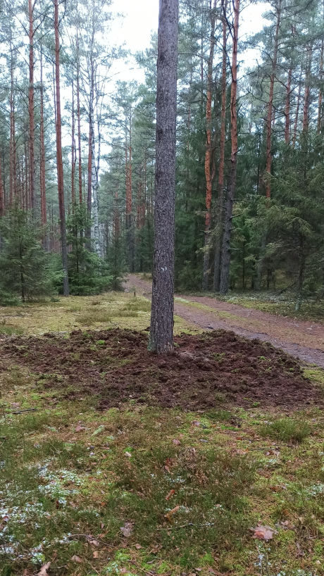 Jesienne poszukiwania szkodników pierwotnych sosny w 2025 roku