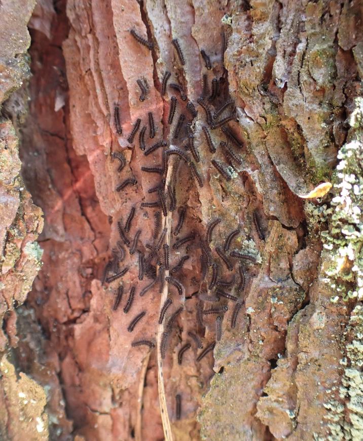 gąsienice brudnicy mniszki w lusterku