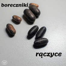 Borecznik i ...