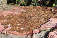 Wzmożone występowanie kornika modrzewiowca