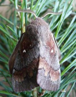 barczatka&#x20;sosnówka&#x20;-&#x20;motyl