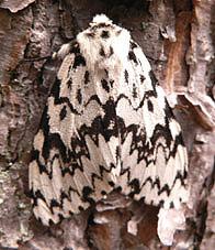 motyl&#x20;&#x20;brudnicy&#x20;mniszki&#x20;-&#x20;samica