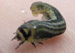larwa&#x20;borecznika&#x20;krzewiana
