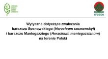 Zwalczanie barszczu Sosnowskiego